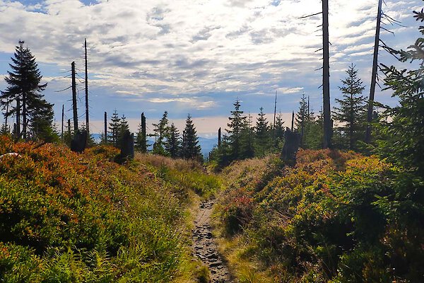 Wanderung durch die Natur